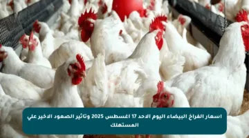 أسعار الفراخ البيضاء اليوم الأحد 17 أغسطس 2025 وتأثير الصعود الأخير على المستهلك